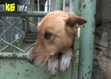 Местният парламент гласува по-високи такси  за притежание на домашно куче – 25 евро на година