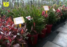 Над 1000 вида цветя, храсти и декоративни дървета, внесени от Нидерландия, предлага градинският център Ню Плант БГ