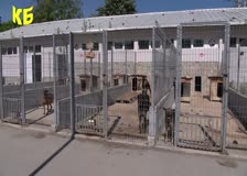 С решение на общинския съвет персоналът на общинския приют за безстопанствени животни бе увеличен с две брой