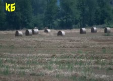 Приключи жътвата в най-голямото земеделско стопанство в общината – кооперация Единство