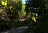 Над 1200 кубически метра дървесина от общинските гори ще бъдат продадени на търг Скрийншот