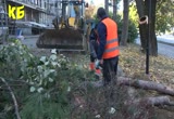 Екипи на БКС кастрят дърветата в зелените площи в града и премахват опасните Скрийншот